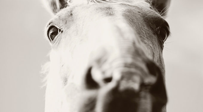grey-scale-photography-of-horse-s-face-2667187 web